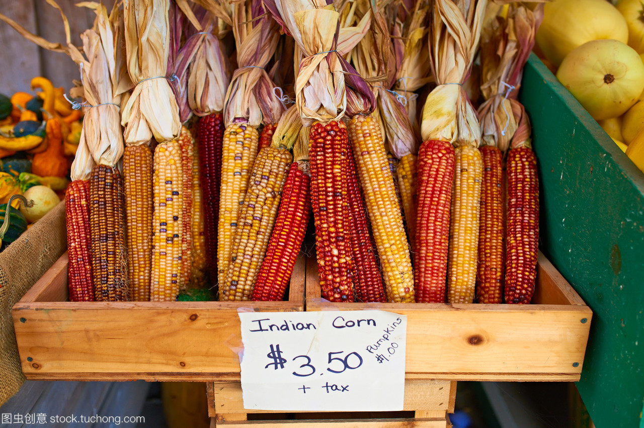 秋收感恩 印度農(nóng)場的多彩谷物