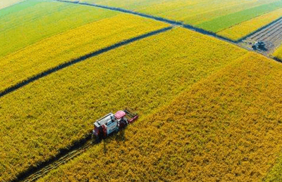 不一樣的農(nóng)改概念 A股燒腦狂飆，H股冷靜蓄勢，谷物銷售新格局